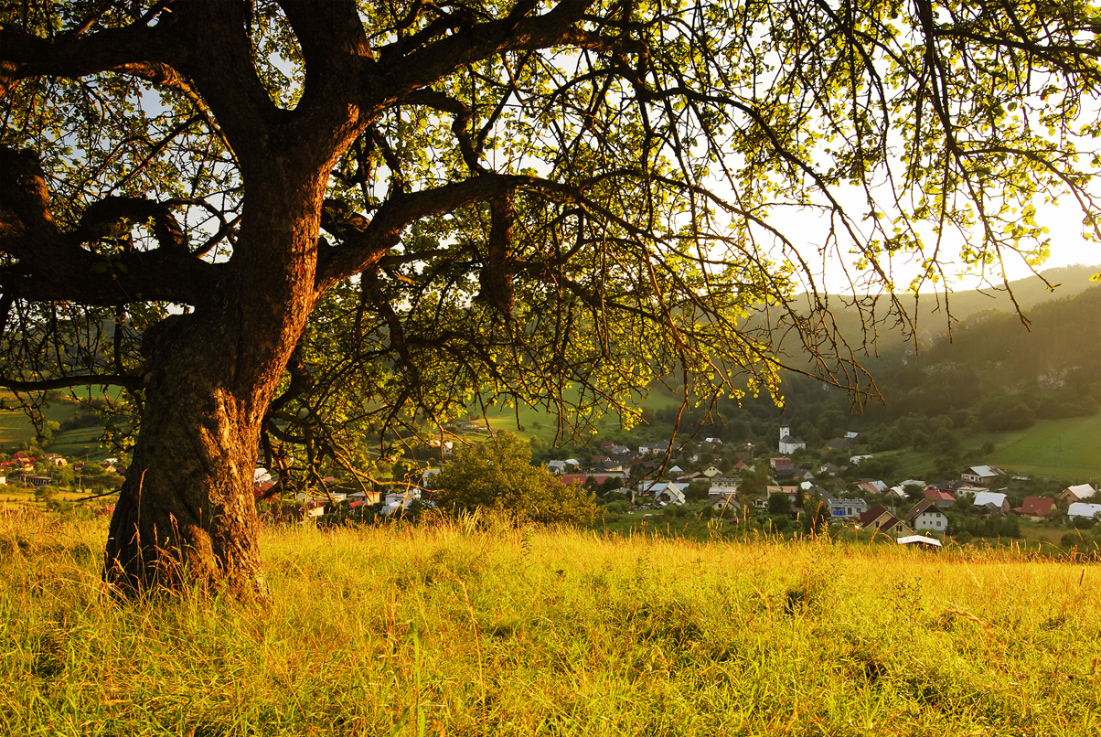 The Tree of Life - A Narrative Therapy Approach